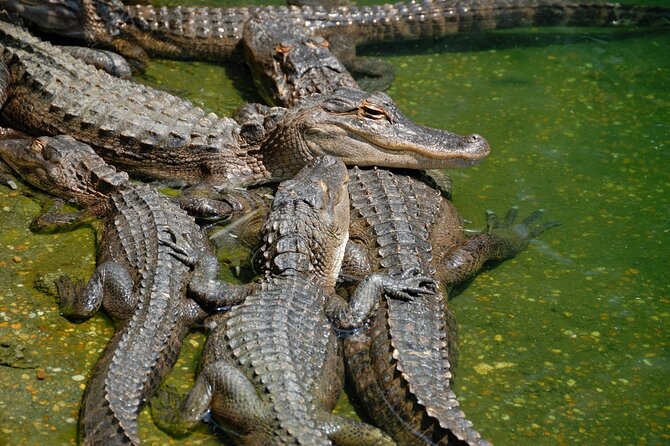 Everglades Airboat Tour with Roundtrip Transportation from Miami - What is included for $18