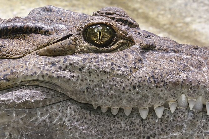 Everglades Airboat Tour with Roundtrip Transportation from Miami - Who will enjoy this outing most
