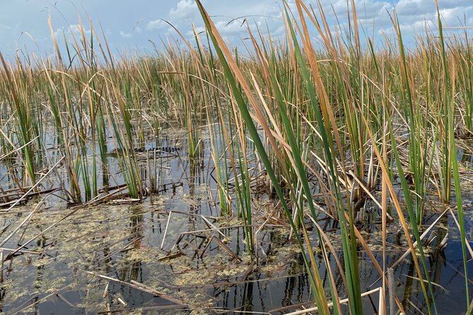 Everglades Airboat Tour with Roundtrip Transportation from Miami - Reliability deserves attention