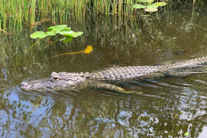 Everglades Airboat, Wildlife Show, and Roundtrip Bus From Miami - What to bring and what to expect