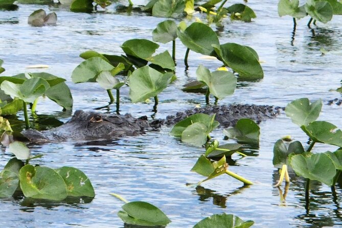 Everglades Alligator Airboat Tour with Bus transfer from Miami - Timing, comfort, and who will enjoy it
