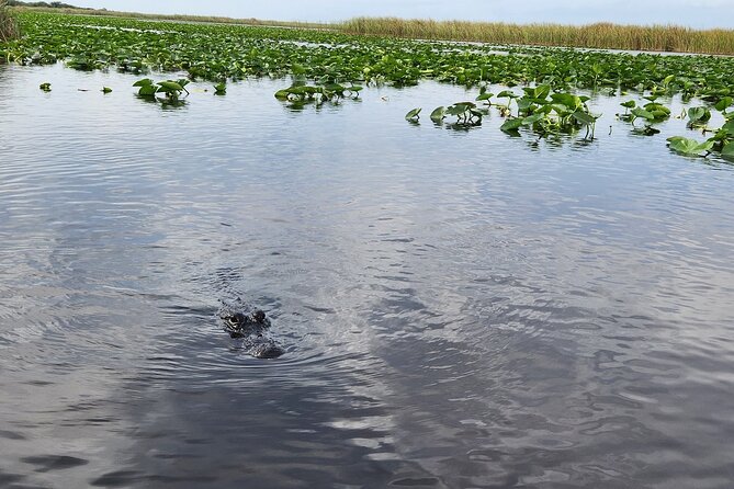 Everglades Alligator Airboat Tour with Bus transfer from Miami - How this compares with a do-it-yourself visit
