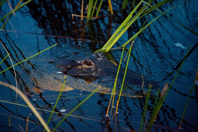 Everglades at Night with Airboat and Alligators Tour From Miami - The guides can shape the whole outing