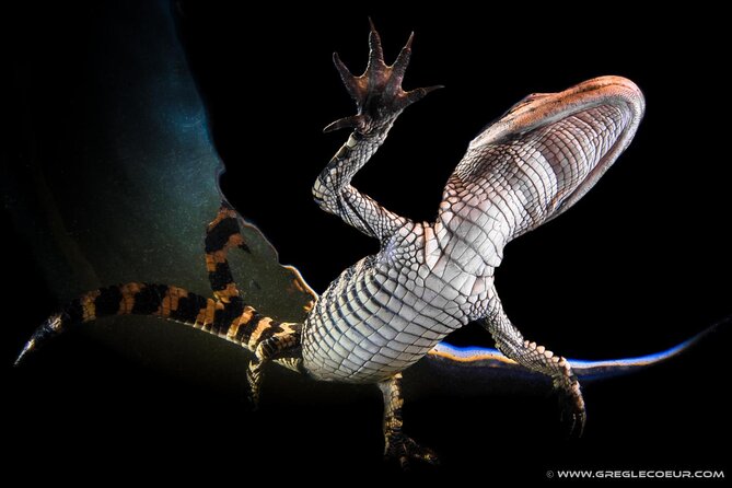 Everglades at Night with Airboat and Alligators Tour From Miami - What to wear and bring after sunset