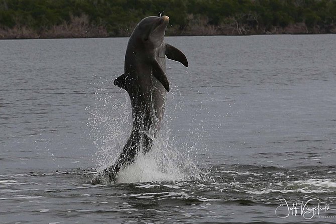 Everglades Birding, Dolphin and Wildlife Boat Tour (2 hours) - What the Two-Hour Route Covers