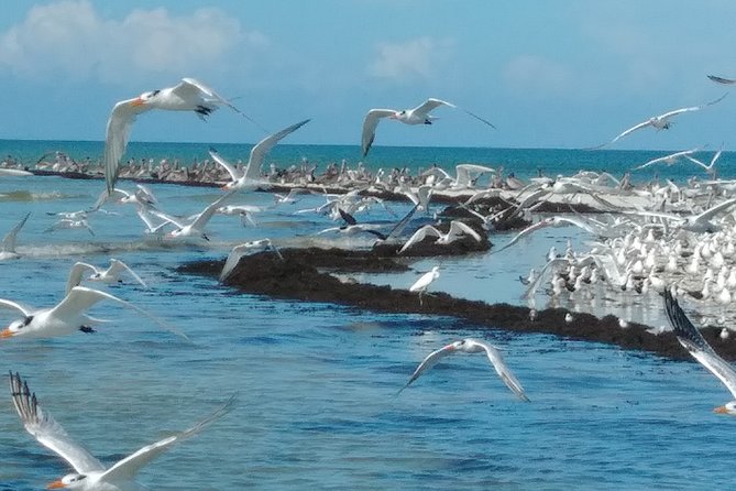 Everglades Birding, Dolphin and Wildlife Boat Tour (2 hours) - Weather and What to Bring