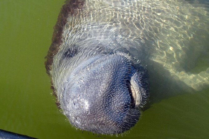 Everglades Birding, Dolphin and Wildlife Boat Tour (2 hours) - Is Two Hours Enough?