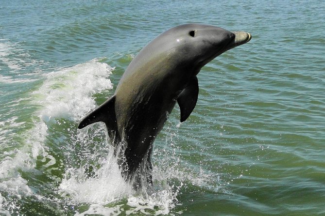 Everglades Birding, Dolphin and Wildlife Boat Tour (2 hours) - Does the $119.95 Price Offer Good Value?