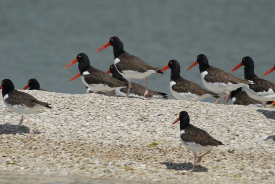 Everglades: Birding, Wildlife, and Photography Expedition - Key points at a glance
