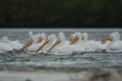 Birding, Wildlife, and Photography Expedition