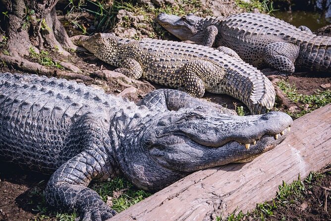 Everglades, Boat Cruise & Open-Top Bus Tour From Miami - Is the $99 price good value?
