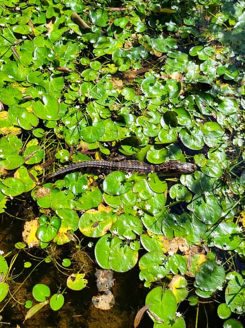 Everglades: boat tour with transportation& entrance included - Who should book this Everglades tour?