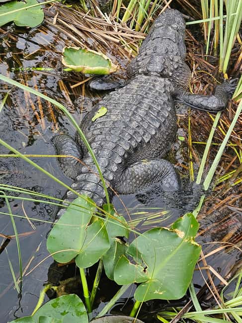 Everglades: boat tour with transportation& entrance included - The 35-minute airboat ride