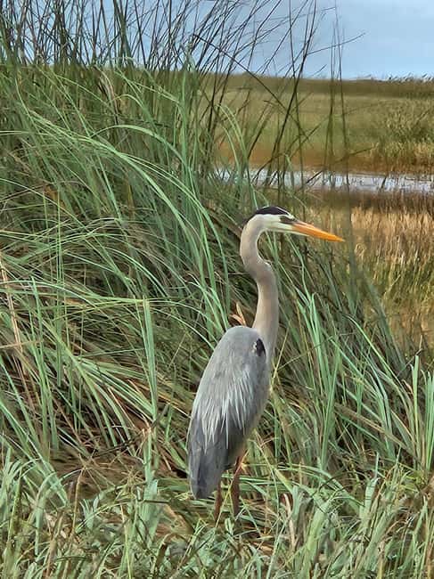 Everglades: boat tour with transportation& entrance included - Walking time, food, and the gift shop