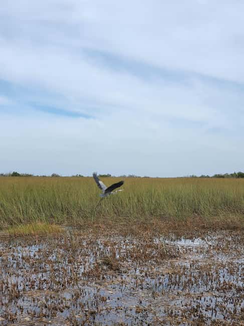 Everglades: boat tour with transportation& entrance included - Is $169 a fair price?