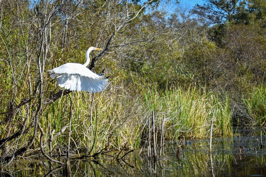 Everglades City: Guided Kayaking Tour of the Wetlands - Your first minutes on the water