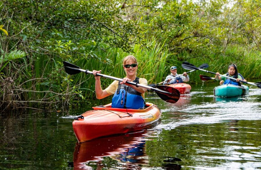 Everglades City: Guided Kayaking Tour of the Wetlands - A closer look at the Everglades ecosystem
