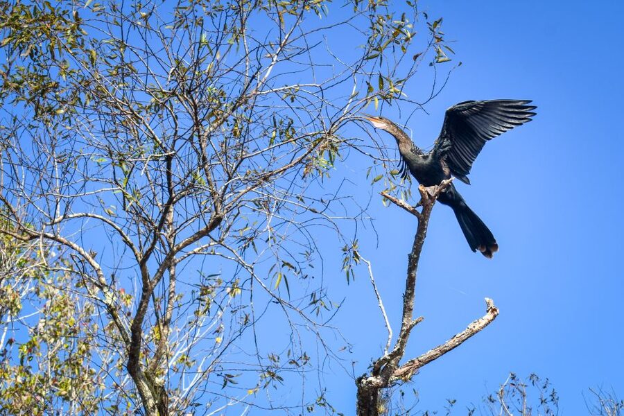 Everglades City: Guided Kayaking Tour of the Wetlands - Who should book this kayaking trip?