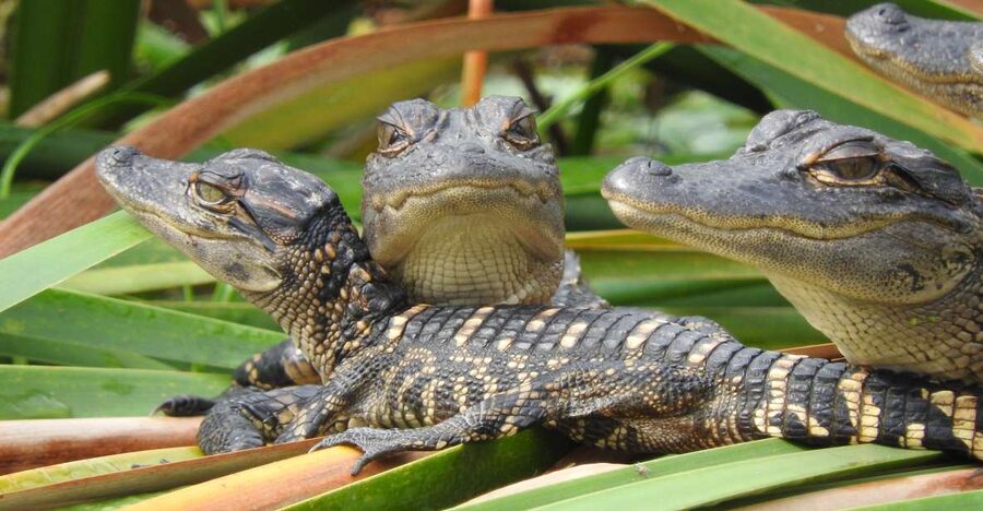 Everglades Day Safari from Fort Lauderdale - Key points to know before booking