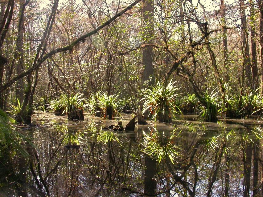 Everglades Day Safari from Fort Lauderdale - Who should book this $225 experience?