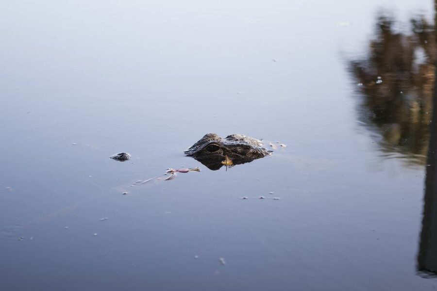 Everglades Day Safari from Fort Lauderdale - Big Cypress, orchids, and the short nature walk
