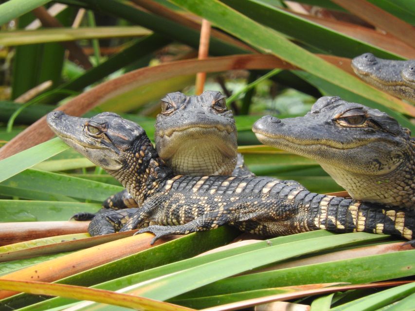 Everglades Day Safari from Fort Lauderdale - Chokoloskee and the human side of the Everglades