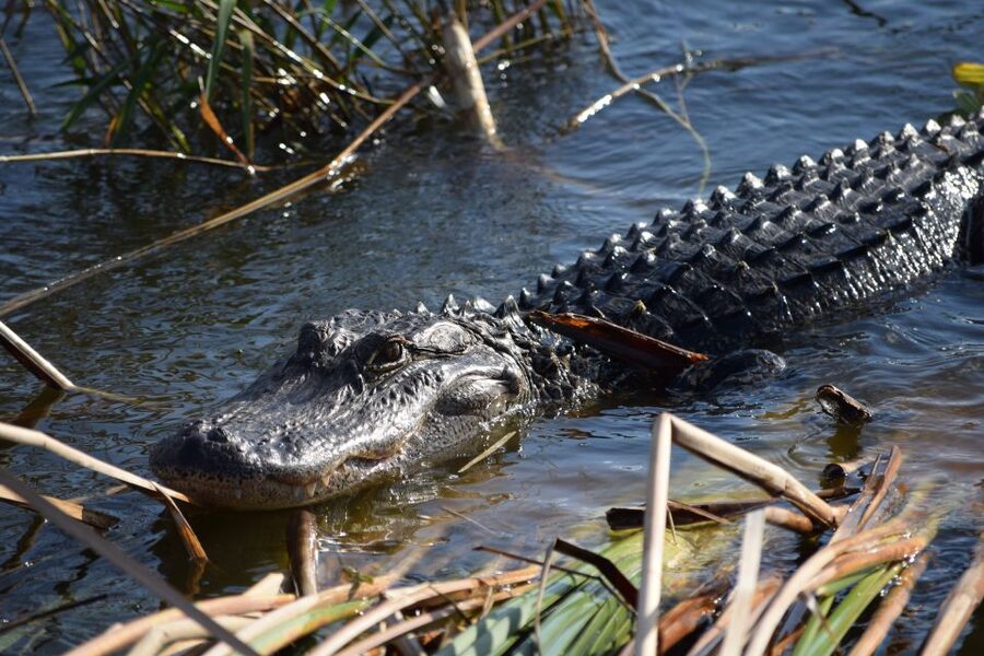 Everglades Day Safari from Fort Lauderdale - The airboat across the River of Grass