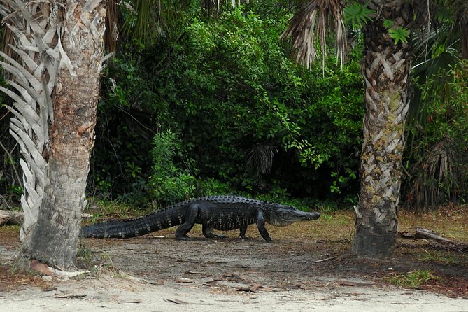 Everglades Day Safari from Ft Lauderdale - The Ten Thousand Islands boat cruise