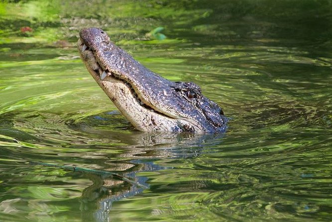 Everglades Day Safari from Ft Lauderdale - Is $250 a fair price?