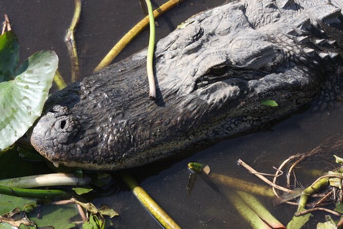 Everglades Day Safari from Miami - Airboat speed across the River of Grass