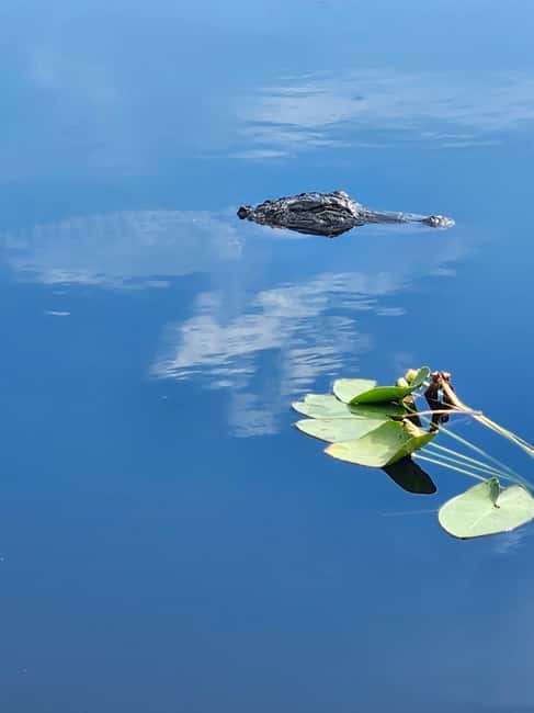Everglades Eco Airboat Small-Group Tour & 2 Private Islands - Why this Everglades trip feels different