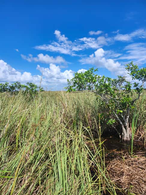 Everglades Eco Airboat Small-Group Tour & 2 Private Islands - What happens during the 100-minute Everglades visit