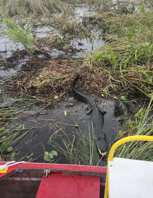 Everglades Eco Airboat Small-Group Tour & 2 Private Islands - Wildlife, conservation, and the limits of the experience