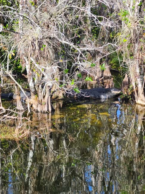 Everglades Eco Airboat Small-Group Tour & 2 Private Islands - The February 2026 water-level warning