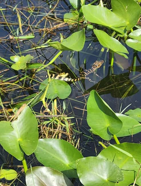 Everglades Eco Airboat Small-Group Tour & 2 Private Islands - Timing, comfort, and what to bring