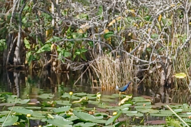 Everglades Eco Airboat Tour-Small Group & 2 Private Islands - The alligator and turtle island