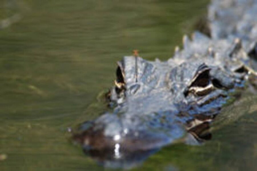 Everglades: Everglades Alligators and Orchids Kayak Eco Tour - A Quiet Way Into the Everglades