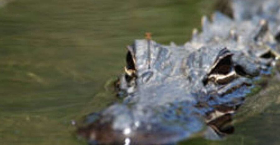 Everglades: Everglades Alligators and Orchids Kayak Eco Tour - Who Will Enjoy This Paddle