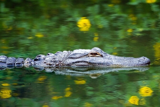 Everglades Express From Miami with Safari Airboat Ride - Timing, comfort, and practical advice
