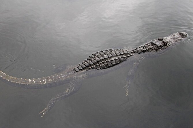 Everglades Express From Miami with Safari Airboat Ride - Should you book the Everglades Express?