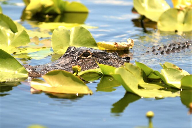 Everglades Holiday Park Airboat Tours & Rides - One hour across the River of Grass
