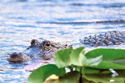 Everglades Holiday Park Airboat Tours & Rides