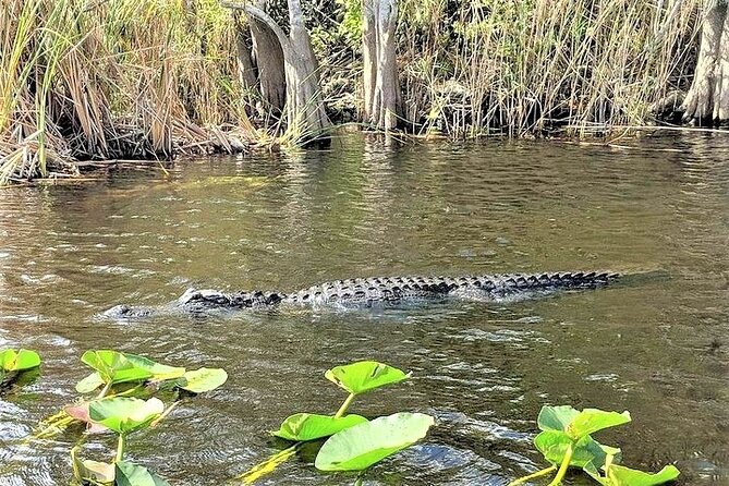 Everglades Holiday Park Airboat Tours & Rides - Watching for alligators and birds