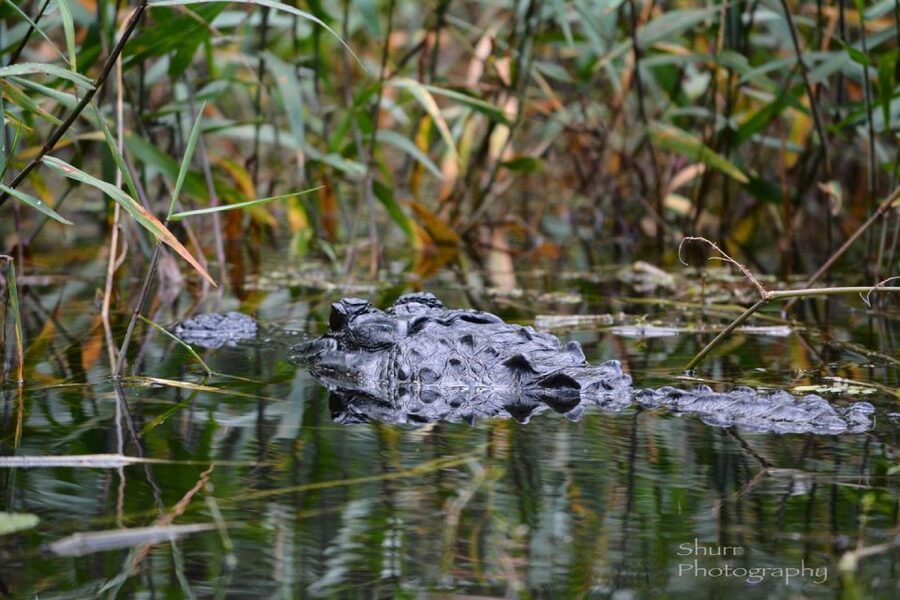 Everglades Kayak Safari Adventure Through Mangrove Tunnels - Key points to know before you book