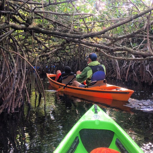 Everglades Kayak Safari Adventure Through Mangrove Tunnels - Why the Turner River makes this kayak trip special