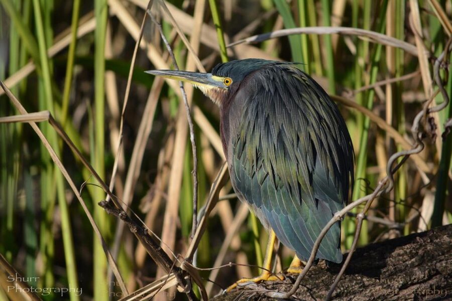 Everglades Kayak Safari Adventure Through Mangrove Tunnels - Small-group value at $99 per person