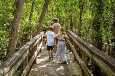 Mangrove, Grassland Airboat Tours, & Boardwalk