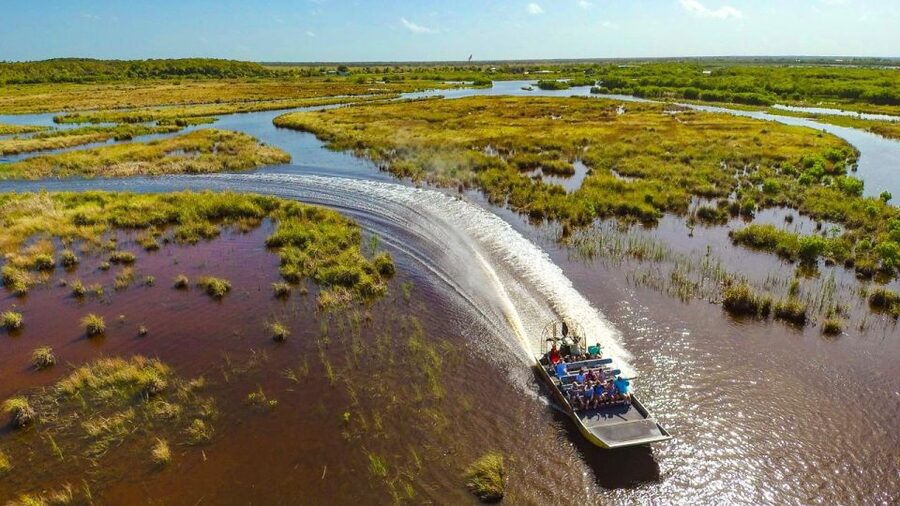 Everglades: Mangrove, Grassland Airboat Tours, & Boardwalk - Wildlife: what you might see