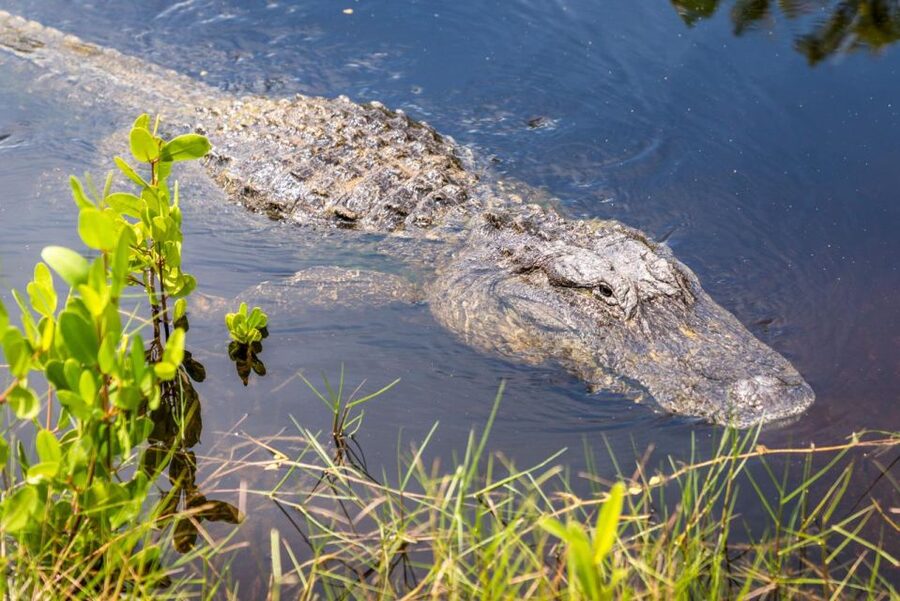 Everglades: Mangrove, Grassland Airboat Tours, & Boardwalk - Price, timing, and practical value