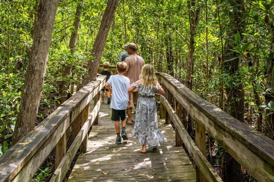 Everglades: Mangrove, Grassland Airboat Tours, & Boardwalk - The mangrove maze is the more distinctive ride